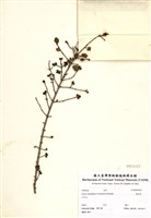 藏品(假柃木)的圖片